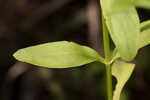 Coastal rose gentian